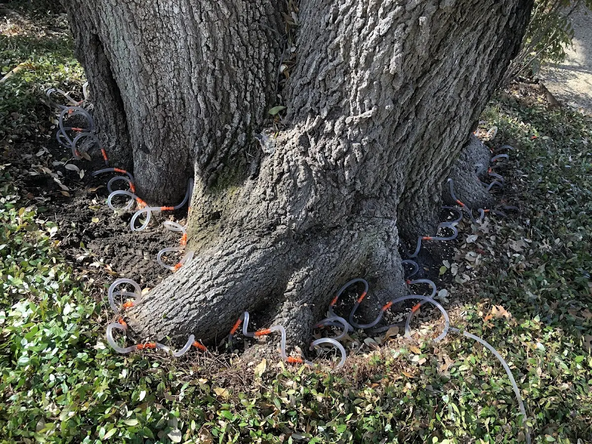 Detailed Tree Cabling and Bracing job site in Russiaville