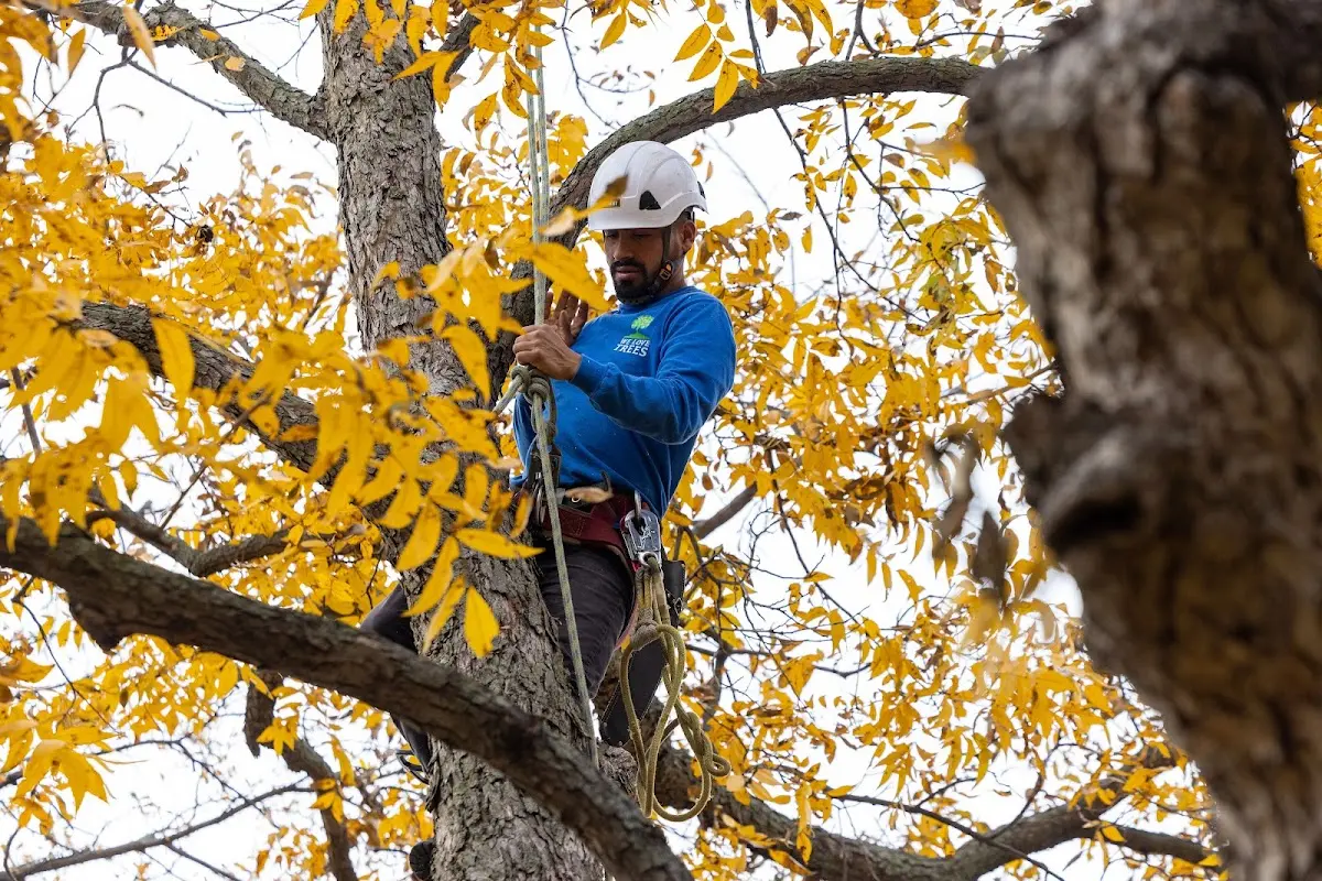 Skilled Tree Planting crew working in Russiaville