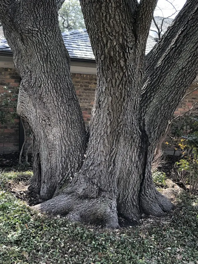Mature heritage tree close to a Russiaville property cared for by certified arborists